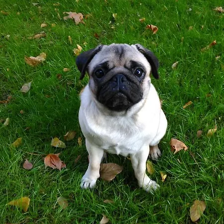 Napsugar Vendeghaziko Appartement *